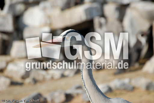 Graureiher (3 von 15).jpg